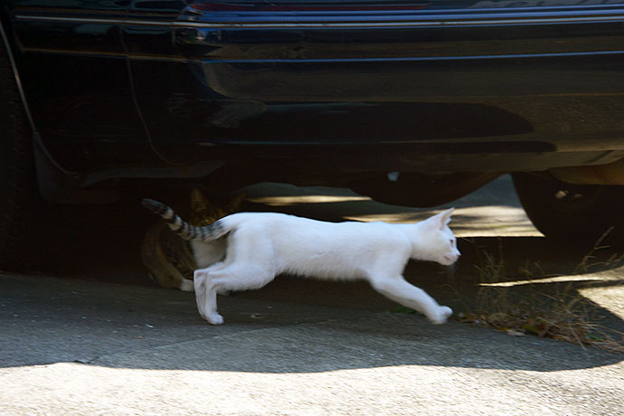 街のねこたち
