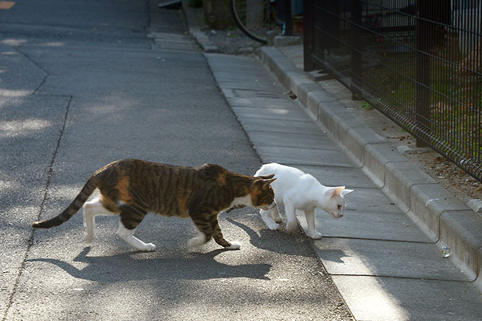 街のねこたち