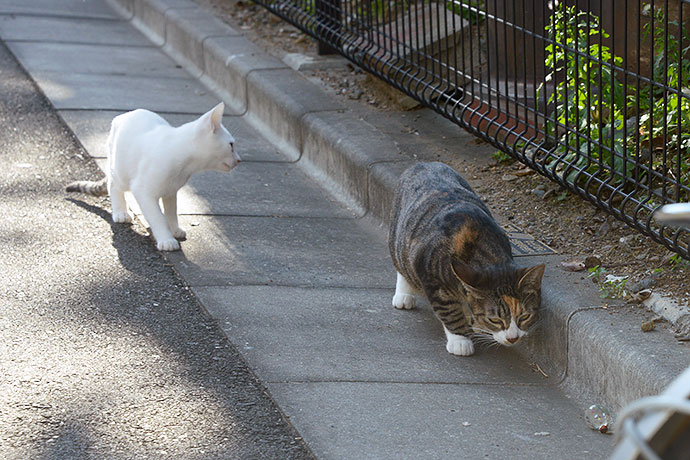 街のねこたち