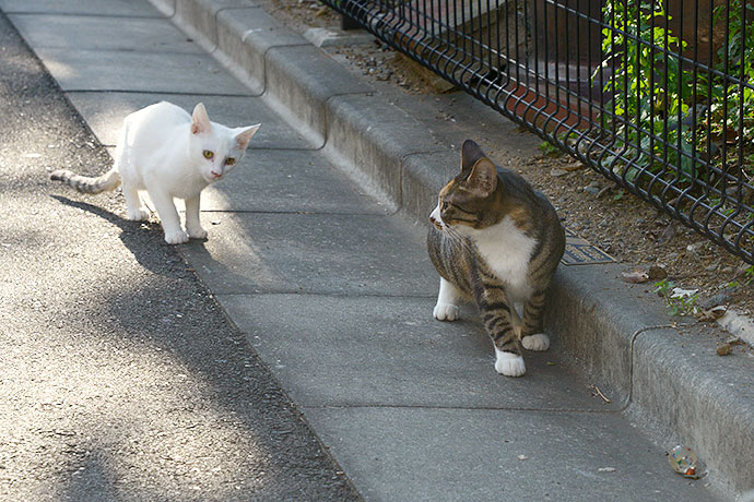 街のねこたち