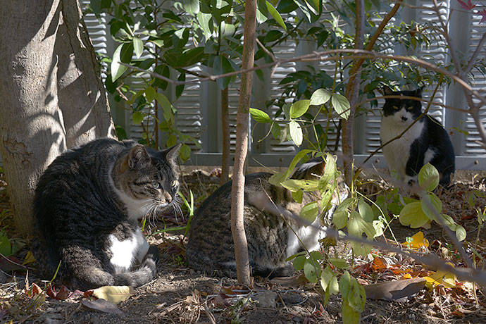 街のねこたち