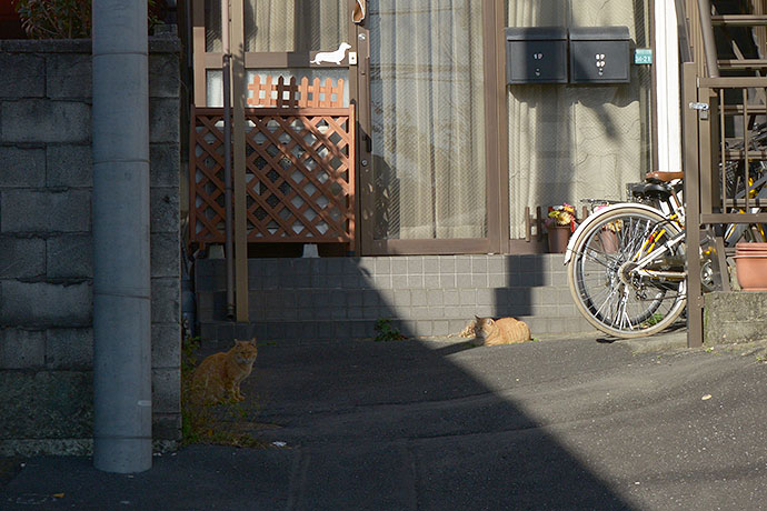 街のねこたち
