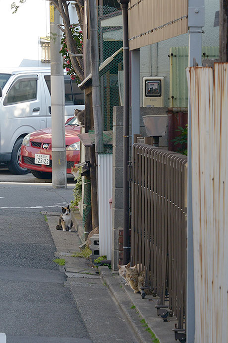 街のねこたち