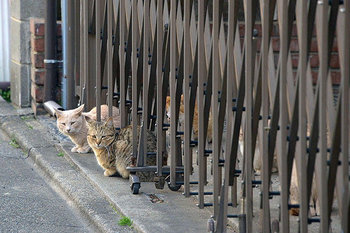 街のねこたち