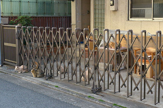 街のねこたち