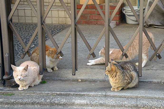街のねこたち