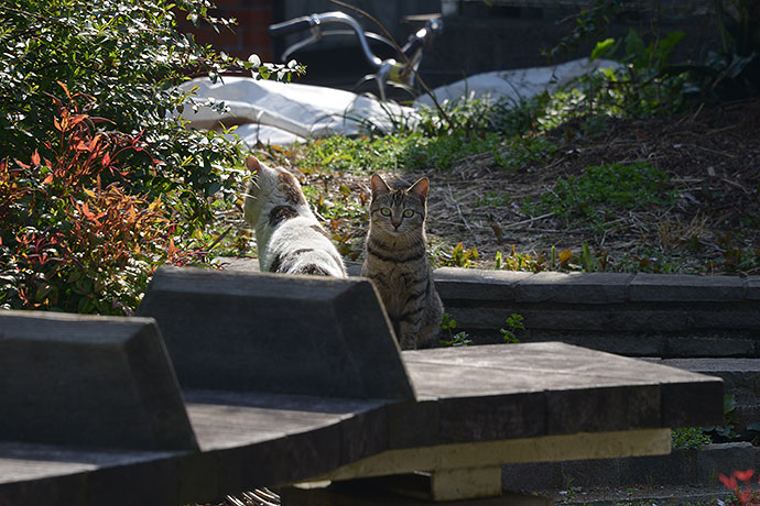 街のねこたち