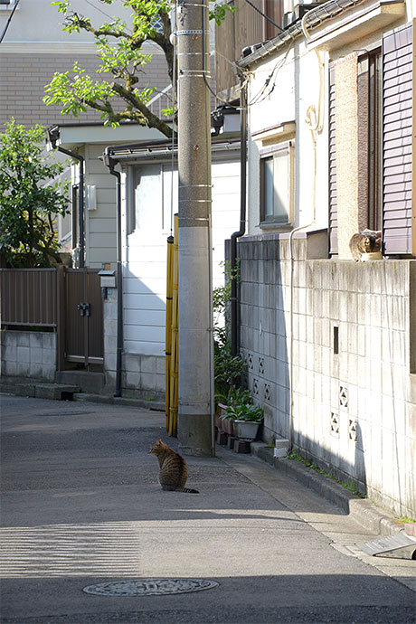 街のねこたち