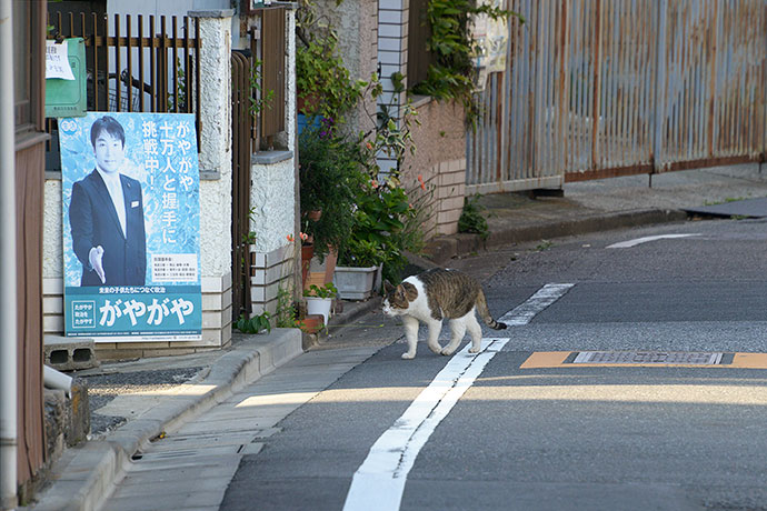 街のねこたち