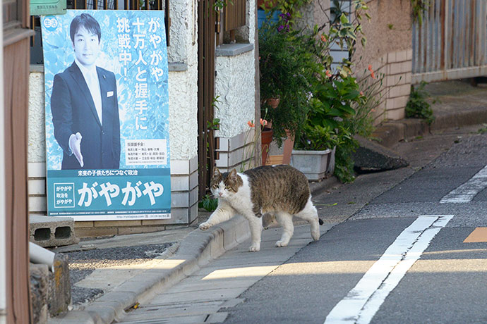 街のねこたち
