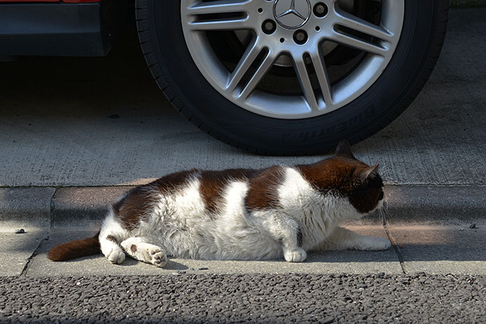 街のねこたち