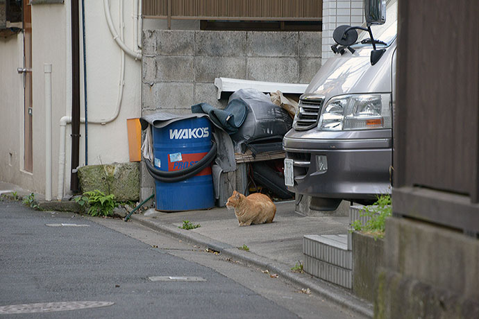 街のねこたち