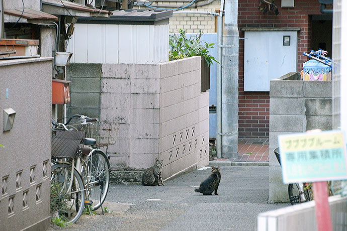 街のねこたち