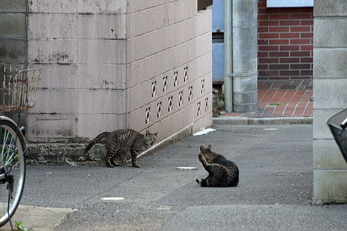 街のねこたち