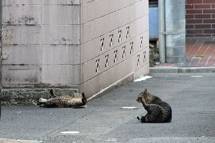 街のねこたち