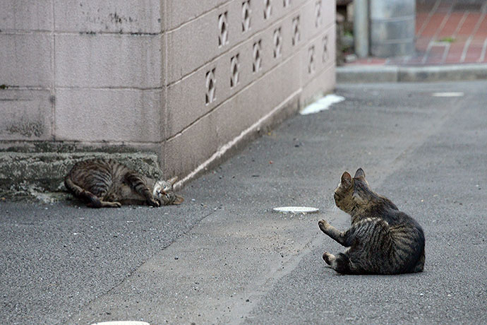 街のねこたち