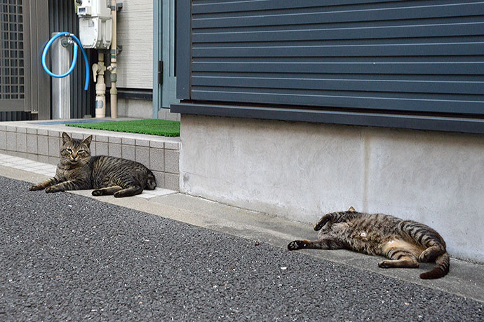 街のねこたち