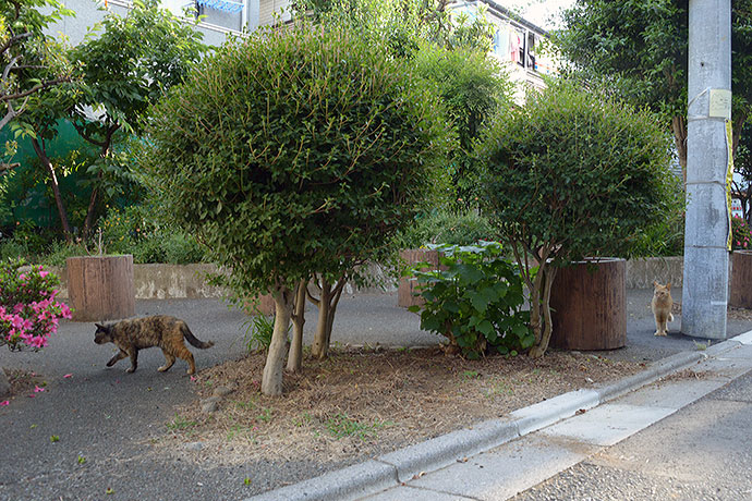 街のねこたち