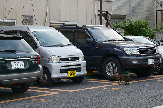 街のねこたち