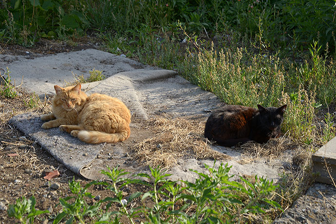 街のねこたち