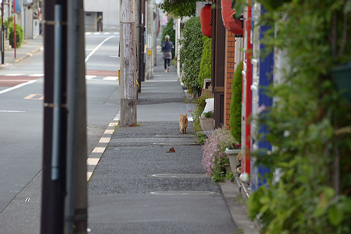 街のねこたち