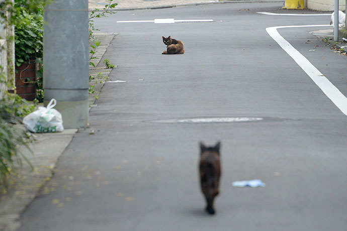 街のねこたち