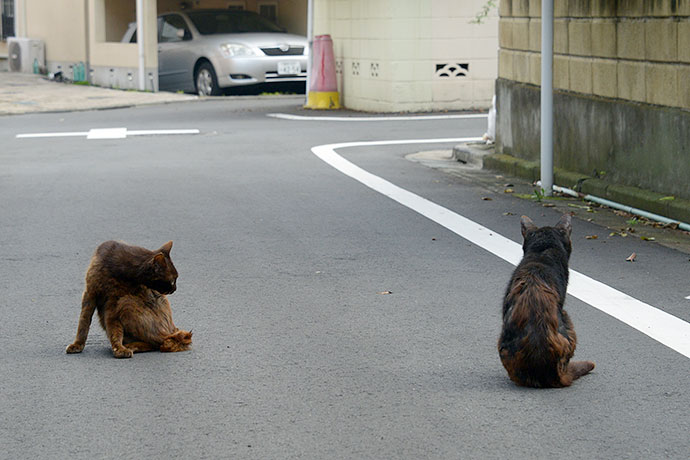街のねこたち