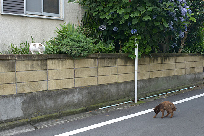 街のねこたち