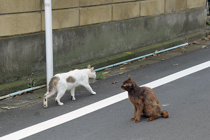 街のねこたち
