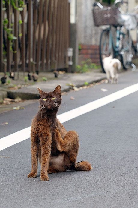 街のねこたち
