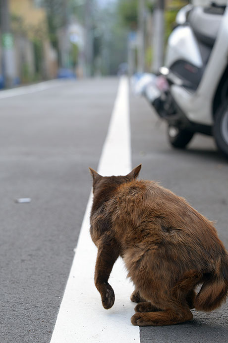 街のねこたち