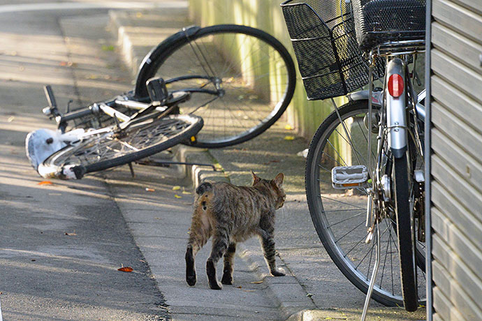 街のねこたち