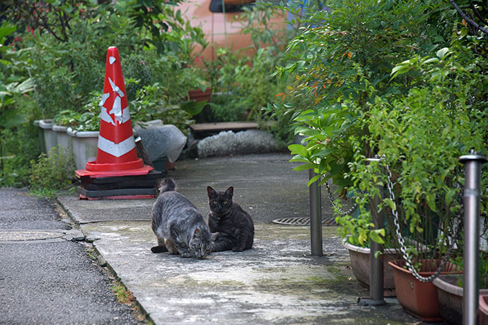 街のねこたち