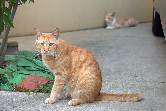 街のねこたち