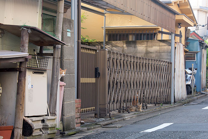 街のねこたち
