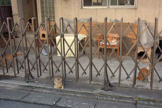 街のねこたち