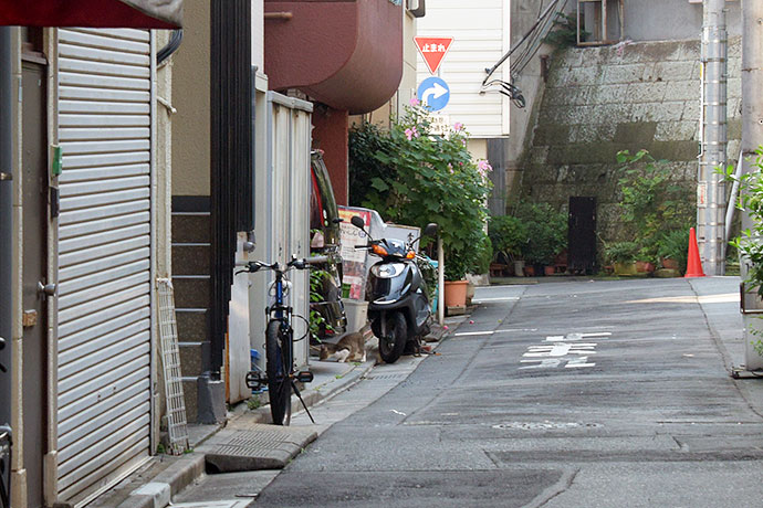 街のねこたち