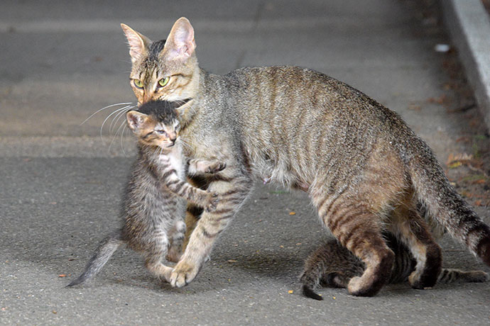 街のねこたち