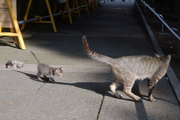 街のねこたち
