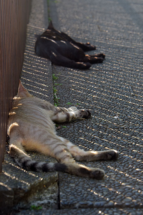 街のねこたち