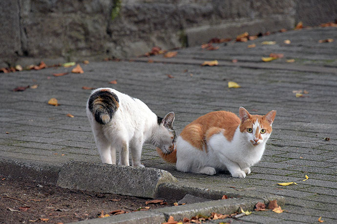 街のねこたち