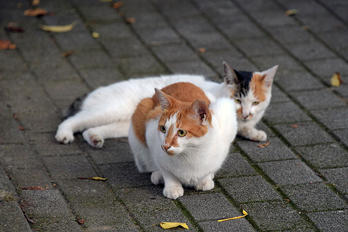 街のねこたち