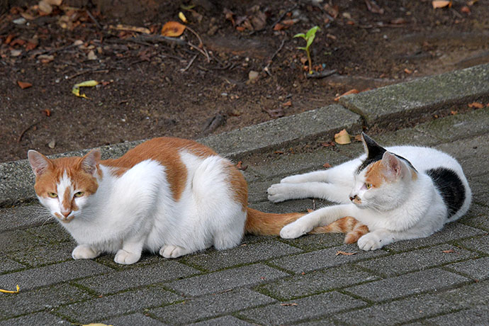 街のねこたち