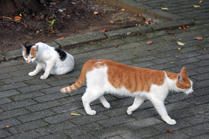 街のねこたち