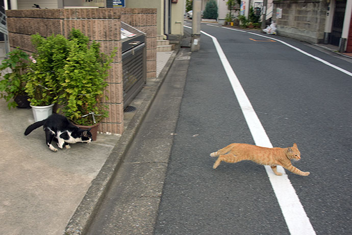 街のねこたち