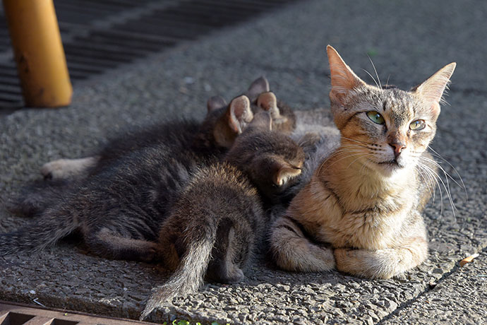 街のねこたち