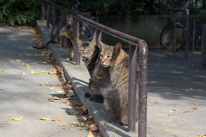 街のねこたち