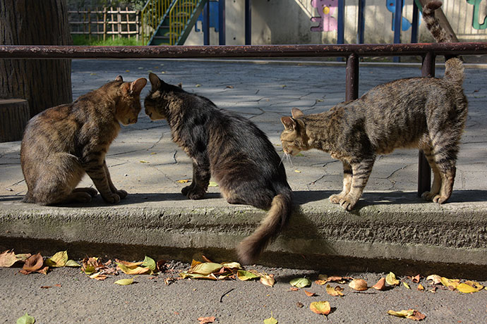 街のねこたち