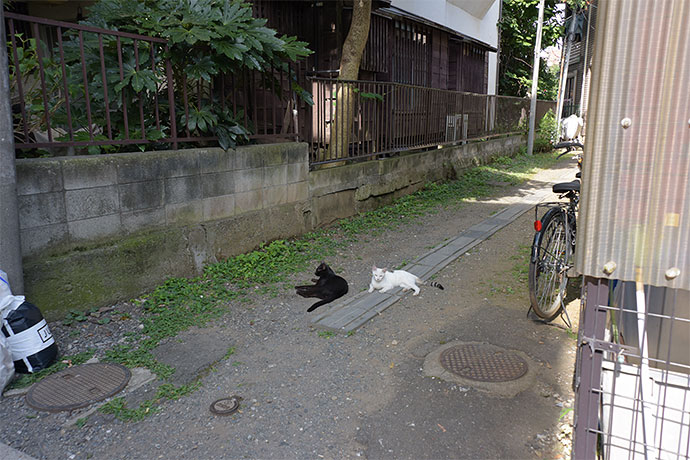 街のねこたち