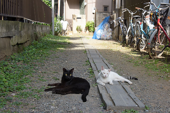 街のねこたち
